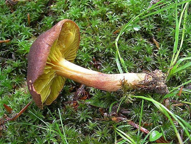 La  Flora  micologica  Alsaziana